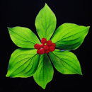 Flora